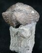 Platystrophia Brachiopod Fossil From Kentucky #6622-1